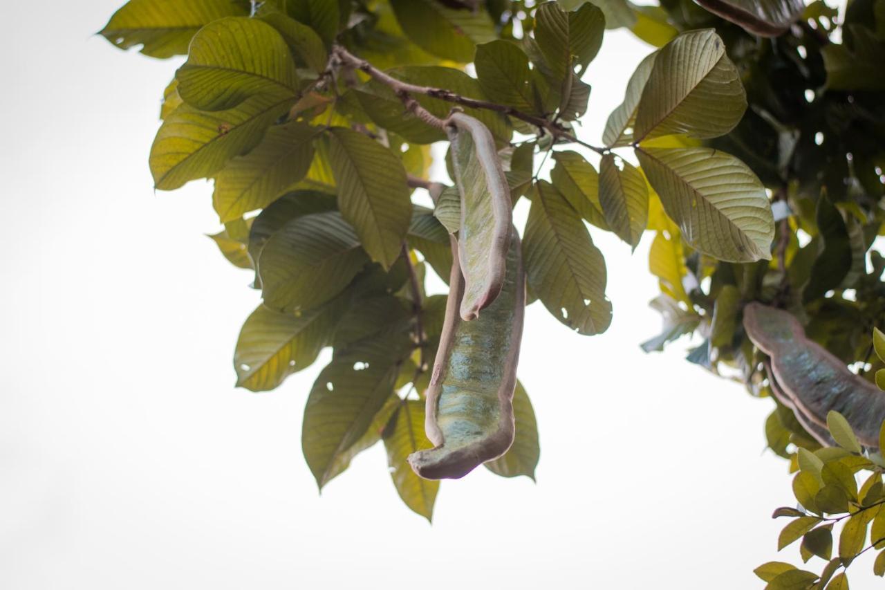 Willa Entre Bosques Tayrona Los Naranjos Zewnętrze zdjęcie